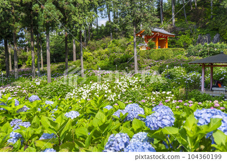 Mimurotoji Temple with beautiful hydrangeas in full bloom (Kodo Shigaya, Uji City, Kyoto Prefecture) 104360199