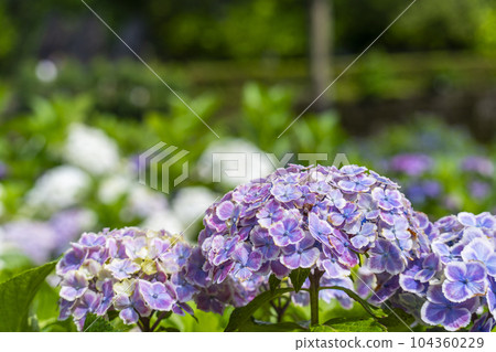 Mimurotoji Temple with beautiful hydrangeas in full bloom (Kodo Shigaya, Uji City, Kyoto Prefecture) 104360229