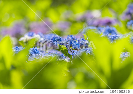 Mimurotoji Temple with beautiful hydrangeas in full bloom (Kodo Shigaya, Uji City, Kyoto Prefecture) 104360236
