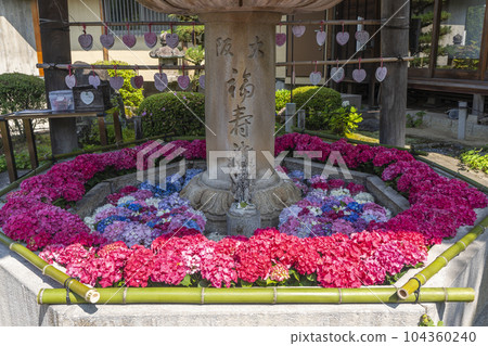 三室戶寺繡球花手足不動水(京都府宇治市滋谷) 三室戶寺繡球花手足不動水(京都府宇治市滋谷) 104360240
