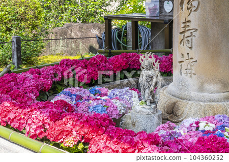 Mimurotoji Temple Hydrangea Hana Tezu Fudosui (Shigaya, Uji City, Kyoto Prefecture) Mimurotoji Temple Hydrangea Hana Tezu Fudosui (Shigaya, Uji City, Kyoto Prefecture) 104360252