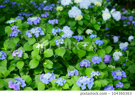 從上面俯視繡球花 104360363