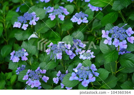 從上面俯視繡球花 104360364