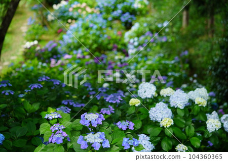 俯瞰開滿繡球花的小山 104360365
