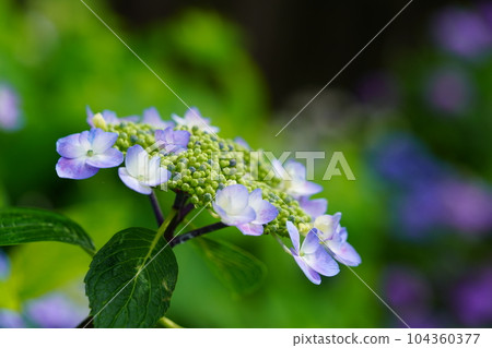 Approaching the natural beauty of Hydrangea macrophylla with a macro lens 104360377