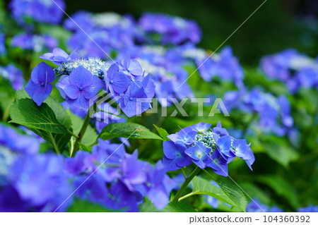 Approaching the natural beauty of Hydrangea macrophylla with a macro lens 104360392