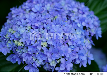 The beauty of natural formations and hydrangeas 104360406