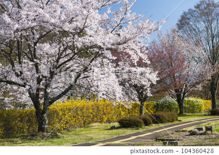 下午的公園，櫻花盛開 104360428