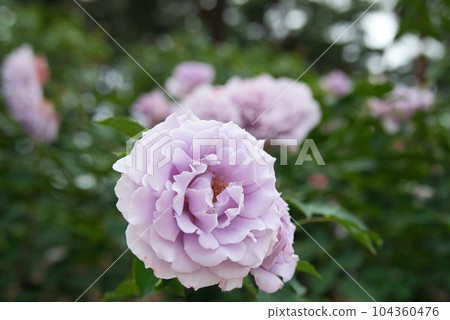 A luxurious holiday where you can admire beautiful roses to your heart's content A luxurious holiday where you can admire beautiful roses to your heart's content 104360476