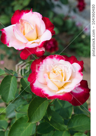 A luxurious holiday where you can admire beautiful roses to your heart's content 104360480