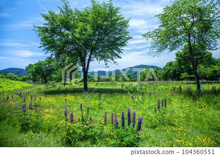 夏天的月山弓張平公園 104360551