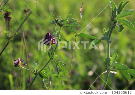 紫花苜蓿棕櫚 104360612