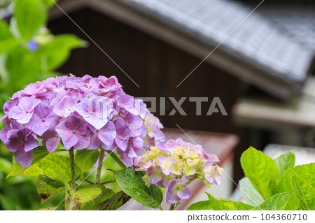 彌勒寺的繡球園在小雨中盛開 彌勒寺的繡球園在小雨中盛開 104360710