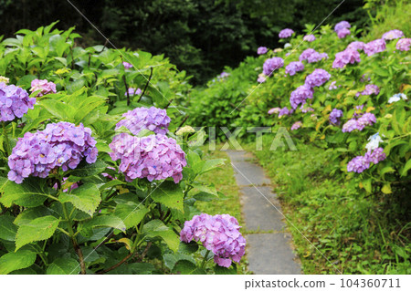 彌勒寺的繡球園在小雨中盛開 104360711