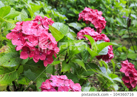 Hydrangea garden in full bloom with light rain at Mirokuji Temple 104360716