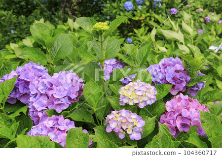 彌勒寺的繡球園在小雨中盛開 104360717