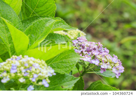 Hydrangea garden in full bloom with light rain at Mirokuji Temple 104360724