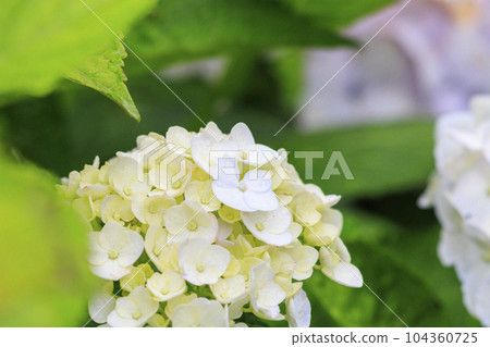Hydrangea garden in full bloom with light rain at Mirokuji Temple 104360725