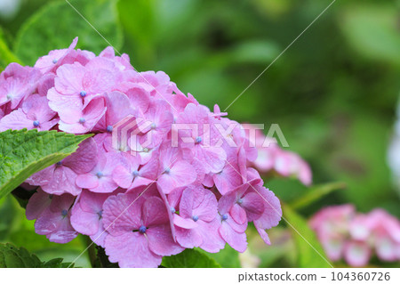 Hydrangea garden in full bloom with light rain at Mirokuji Temple 104360726