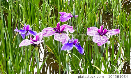 東京葛飾區的堀切鳶尾花園 104361084