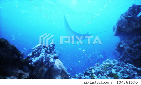 serene beauty of a manta ray flying over a vibrant coral reef in a tropical sea serene beauty of a manta ray flying over a vibrant coral reef in a tropical sea 104361570