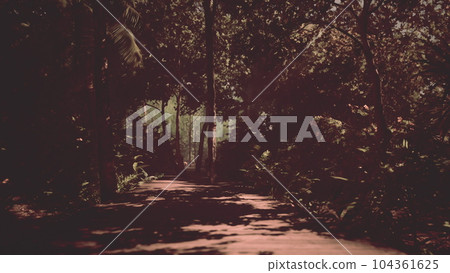 brightness of the jungle is highlighted by a winding wooden path 104361625