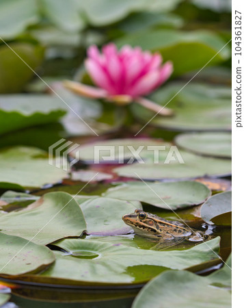 frog and water lily frog and water lily 104361827
