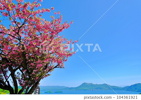 北海道洞爺湖的櫻花 北海道洞爺湖的櫻花 104361921