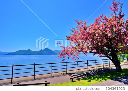 北海道洞爺湖的櫻花 北海道洞爺湖的櫻花 104361923
