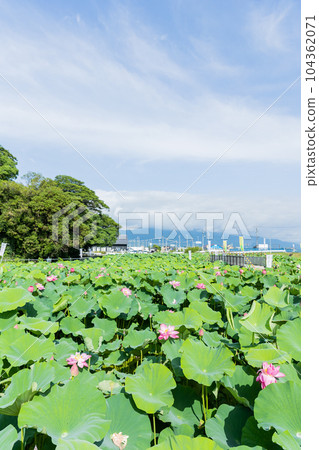 愛知縣愛西市 森川蓮田青空 愛知縣愛西市 森川蓮田青空 104362071