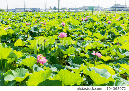 愛知縣愛西市蓮田森川 104362072