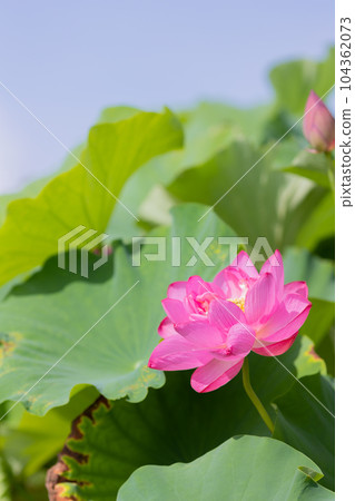 愛知縣愛西市 Morikawa Hasuda 蓮花藍天 104362073