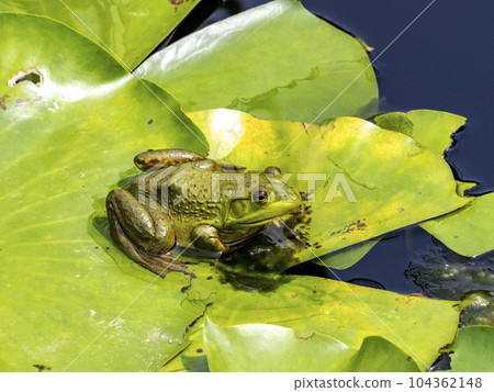 A bullfrog on a water lily leaf in a pond A bullfrog on a water lily leaf in a pond 104362148