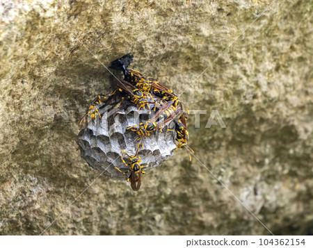 建造一個蜂巢,其中一隻紙黃蜂已增加到大約 10 只 建造一個蜂巢,其中一隻紙黃蜂已增加到大約 10 只 104362154