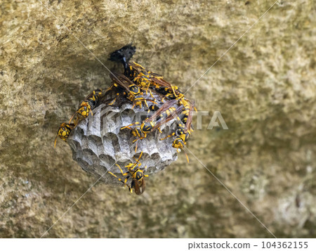 建造一個蜂巢，其中一隻紙黃蜂已增加到大約 10 只 104362155