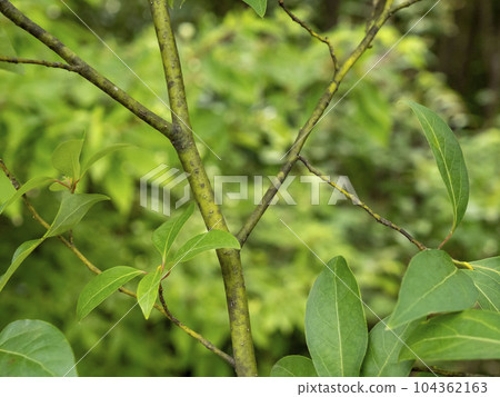 A branch of kuromoji that is used as a material for high-quality toothpicks. A branch of kuromoji that is used as a material for high-quality toothpicks. 104362163