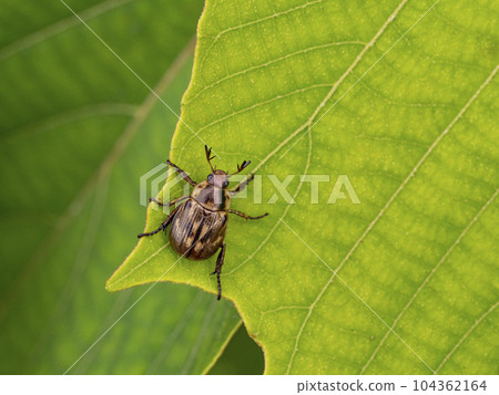 紅冠甲蟲葉子上的紅冠甲蟲 104362164
