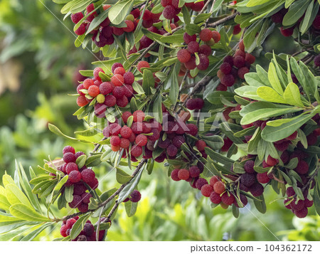 A red bell-shaped fruit of a Japanese bayberry A red bell-shaped fruit of a Japanese bayberry 104362172