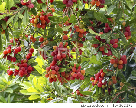 A red bell-shaped fruit of a Japanese bayberry A red bell-shaped fruit of a Japanese bayberry 104362173