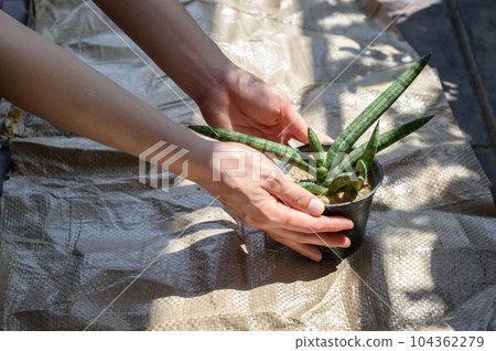 Someone hand holding a small Sansevieria Cylindrica (or Snake plant) tree before planting in a pot. Someone hand holding a small Sansevieria Cylindrica (or Snake plant) tree before planting in a pot. 104362279