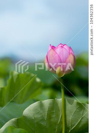 盛開的森川蓮田蓮花，愛知縣愛西市 104362356