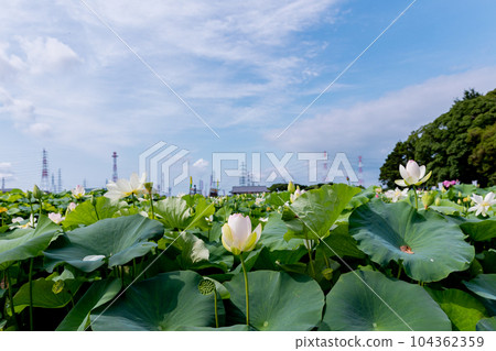 Morikawa Hasuda: Blue sky and lotus flowers, Aisai City, Aichi Prefecture Morikawa Hasuda: Blue sky and lotus flowers, Aisai City, Aichi Prefecture 104362359