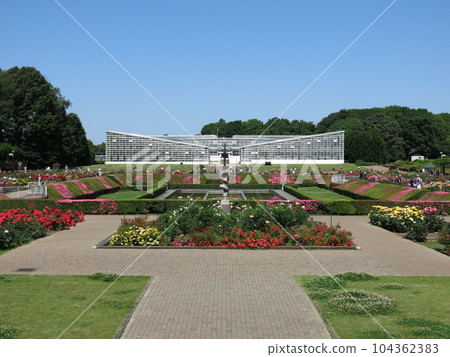 Jindai Botanical Gardens (rose garden) in May, when spring roses bloom 104362383