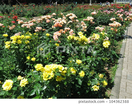 深代植物園玫瑰園裡的春天玫瑰盛開 深代植物園玫瑰園裡的春天玫瑰盛開 104362388