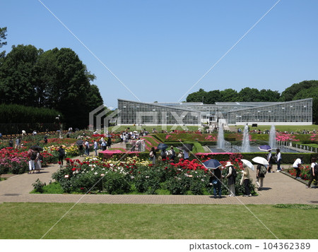 五月的深代植物園(玫瑰園),春天的玫瑰盛開 五月的深代植物園(玫瑰園),春天的玫瑰盛開 104362389