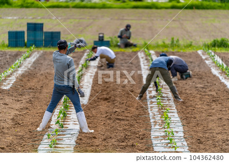 Field work Planting 104362480