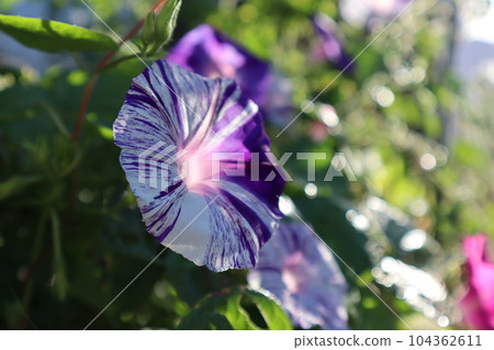 江戶風格牽牛花的時尚花瓣 104362611