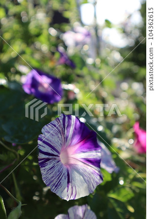 江戶風格牽牛花的時尚花瓣 104362615