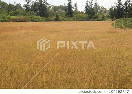 神泉沼附近的草黃葉田 104362747