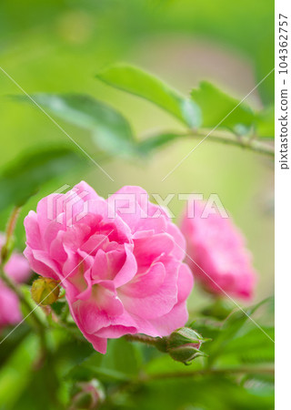 Rose blooming beautifully Rose blooming beautifully 104362757